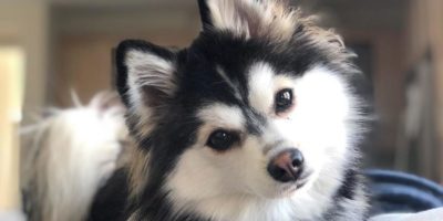 Der Pomsky Husky: Eine kleine Hunderasse für die ganze Familie
